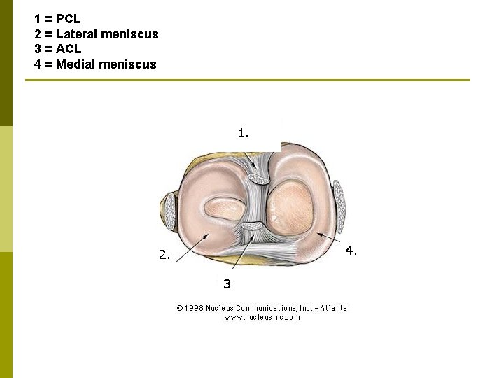 1 = PCL 2 = Lateral meniscus 3 = ACL 4 = Medial meniscus