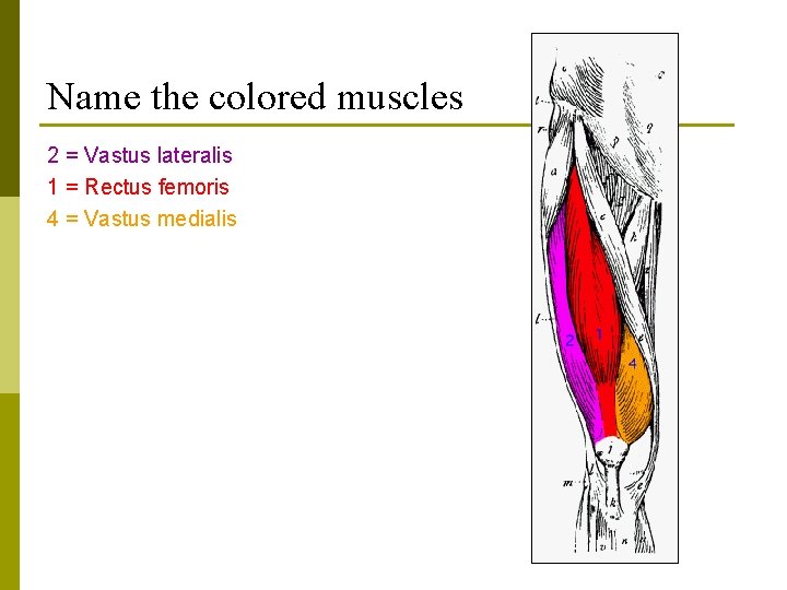 Name the colored muscles 2 = Vastus lateralis 1 = Rectus femoris 4 =