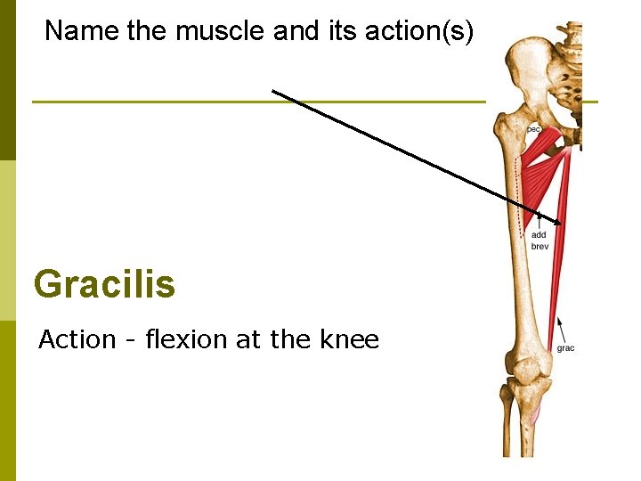 Name the muscle and its action(s) Gracilis Action - flexion at the knee 