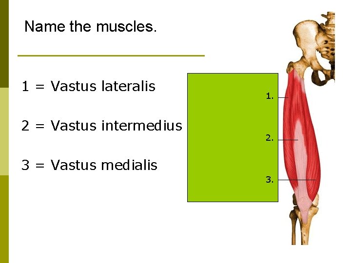 Name the muscles. 1 = Vastus lateralis 2 = Vastus intermedius 1. 2. 3