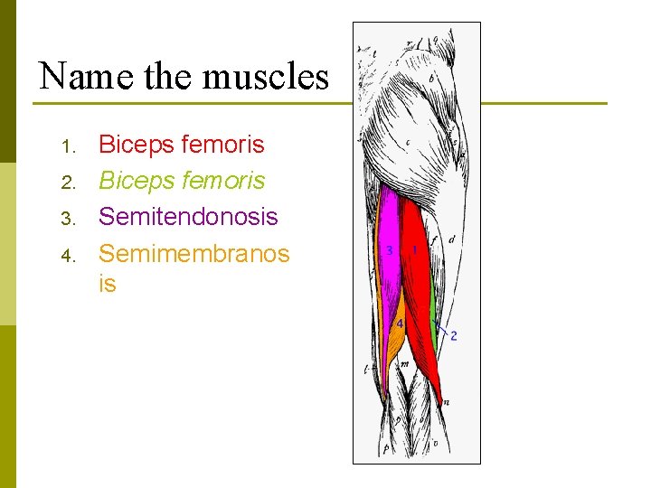 Name the muscles 1. 2. 3. 4. Biceps femoris Semitendonosis Semimembranos is 