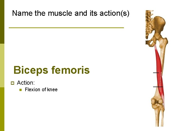 Name the muscle and its action(s) Biceps femoris p Action: n Flexion of knee