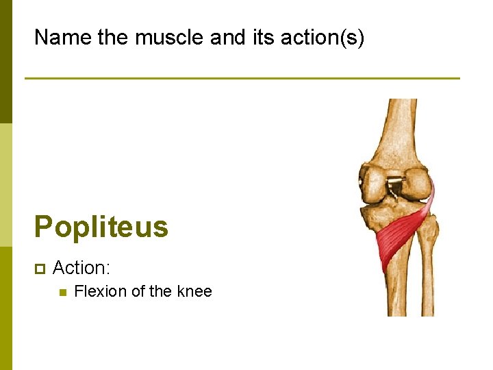 Name the muscle and its action(s) Popliteus p Action: n Flexion of the knee