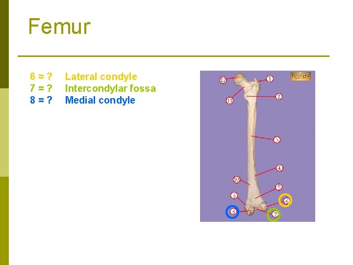 Femur 6=? 7=? 8=? Lateral condyle Intercondylar fossa Medial condyle 