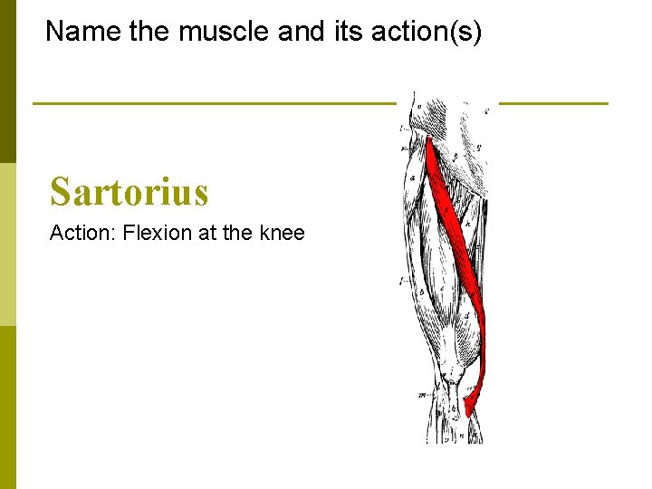 Name the muscle and its action(s) Sartorius Action: Flexion at the knee 