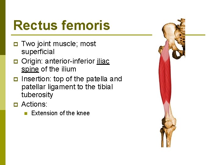 Rectus femoris p p Two joint muscle; most superficial Origin: anterior-inferior iliac spine of