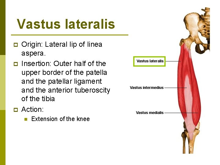 Vastus lateralis p p p Origin: Lateral lip of linea aspera. Insertion: Outer half