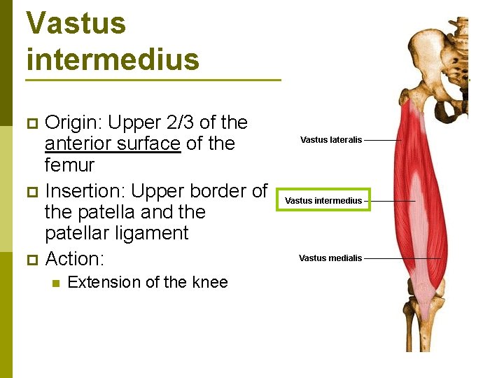 Vastus intermedius Origin: Upper 2/3 of the anterior surface of the femur p Insertion: