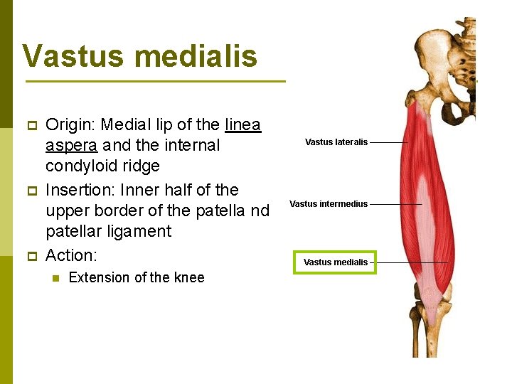 Vastus medialis p p p Origin: Medial lip of the linea aspera and the