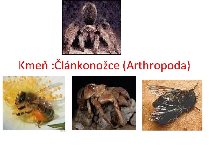 Kmeň : Článkonožce (Arthropoda) 