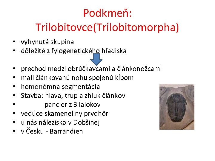 Podkmeň: Trilobitovce(Trilobitomorpha) • vyhynutá skupina • dôležité z fylogenetického hľadiska • • prechod medzi