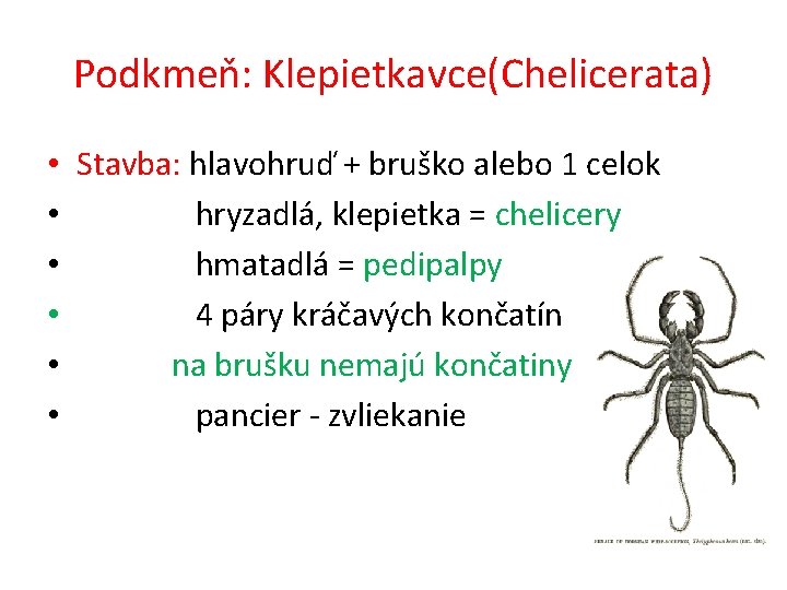 Podkmeň: Klepietkavce(Chelicerata) • Stavba: hlavohruď + bruško alebo 1 celok • hryzadlá, klepietka =