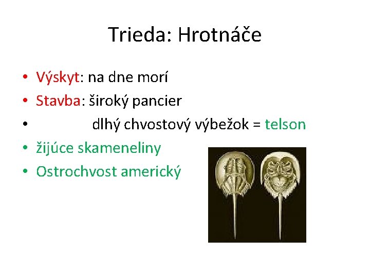 Trieda: Hrotnáče • • • Výskyt: na dne morí Stavba: široký pancier dlhý chvostový