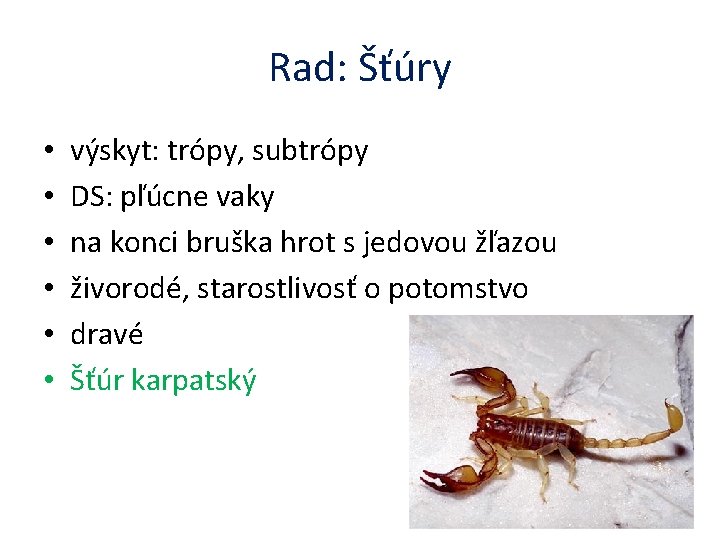 Rad: Šťúry • • • výskyt: trópy, subtrópy DS: pľúcne vaky na konci bruška