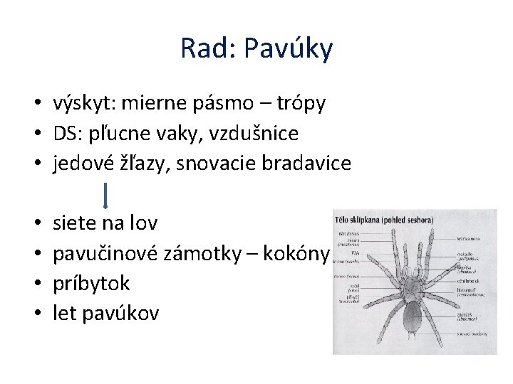 Rad: Pavúky • výskyt: mierne pásmo – trópy • DS: pľucne vaky, vzdušnice •