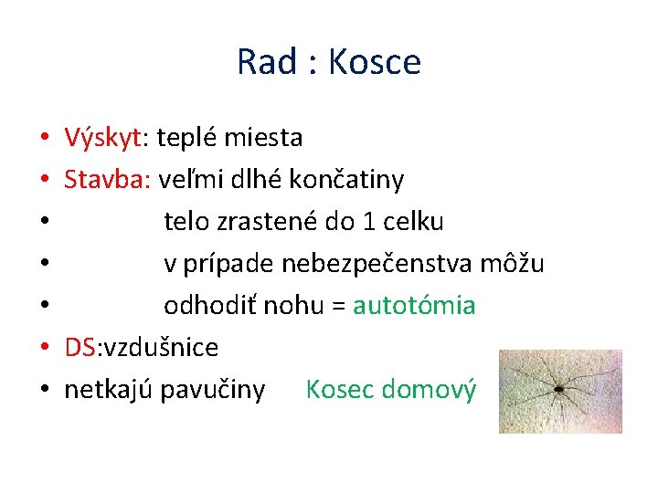 Rad : Kosce • • Výskyt: teplé miesta Stavba: veľmi dlhé končatiny telo zrastené