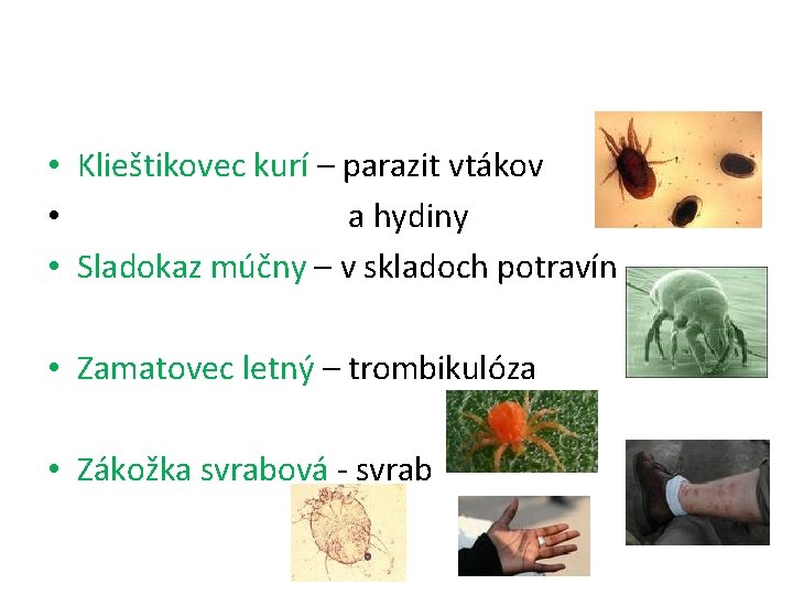  • Klieštikovec kurí – parazit vtákov • a hydiny • Sladokaz múčny –