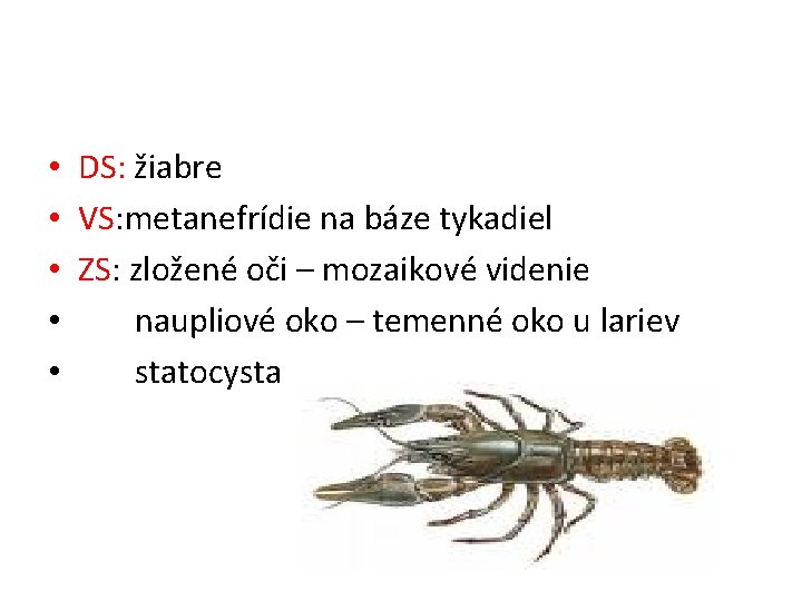  • DS: žiabre • VS: metanefrídie na báze tykadiel • ZS: zložené oči