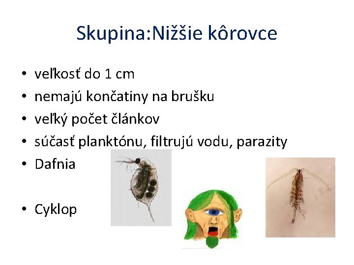 Skupina: Nižšie kôrovce • • • veľkosť do 1 cm nemajú končatiny na brušku