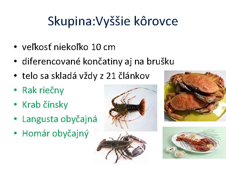 Skupina: Vyššie kôrovce • • veľkosť niekoľko 10 cm diferencované končatiny aj na brušku