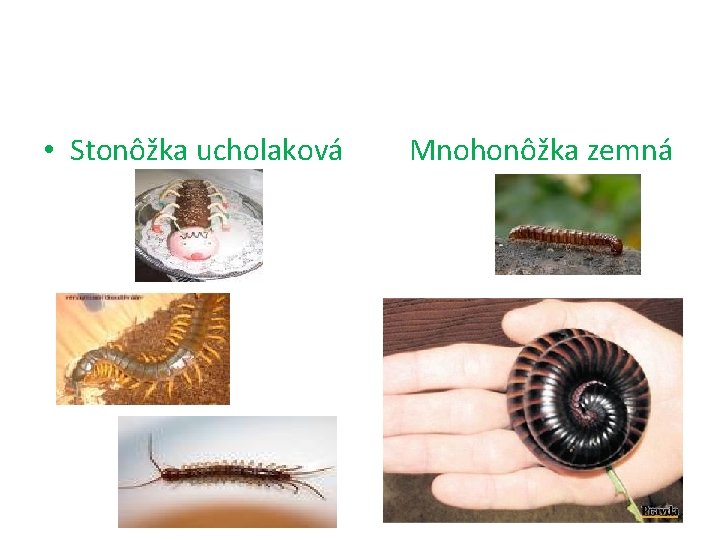  • Stonôžka ucholaková Mnohonôžka zemná 