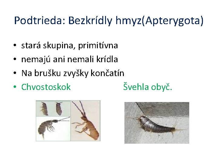 Podtrieda: Bezkrídly hmyz(Apterygota) • • stará skupina, primitívna nemajú ani nemali krídla Na brušku