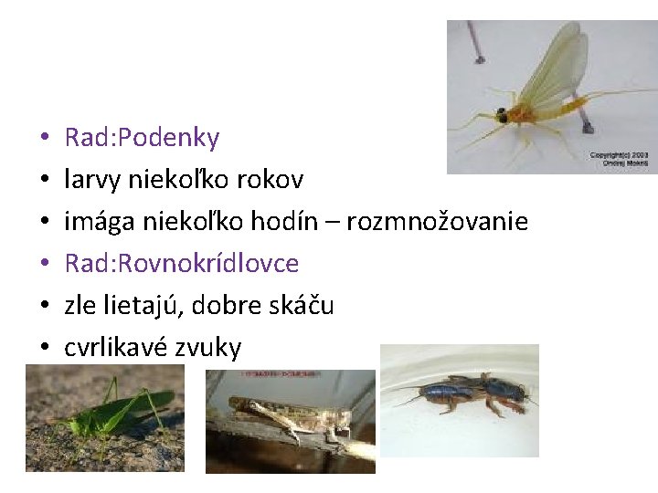  • • • Rad: Podenky larvy niekoľko rokov imága niekoľko hodín – rozmnožovanie