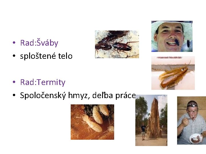  • Rad: Šváby • sploštené telo • Rad: Termity • Spoločenský hmyz, deľba