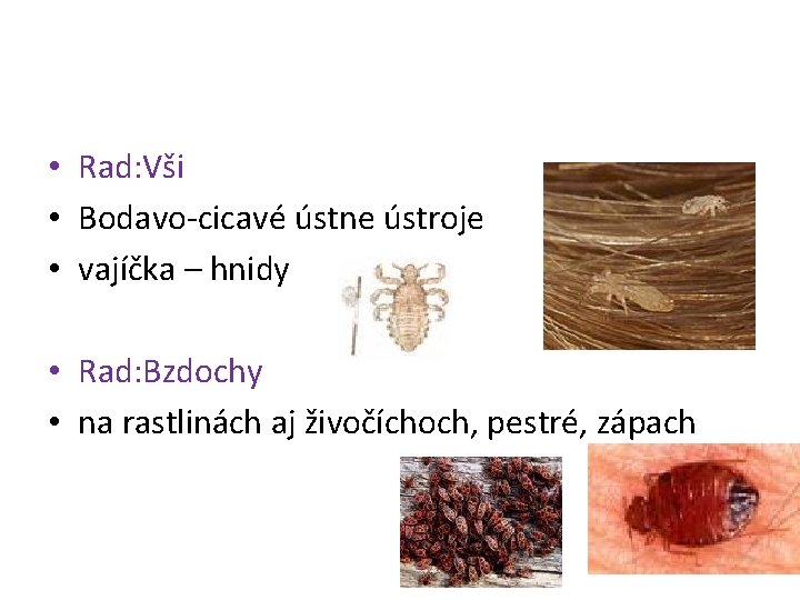  • Rad: Vši • Bodavo-cicavé ústne ústroje • vajíčka – hnidy • Rad: