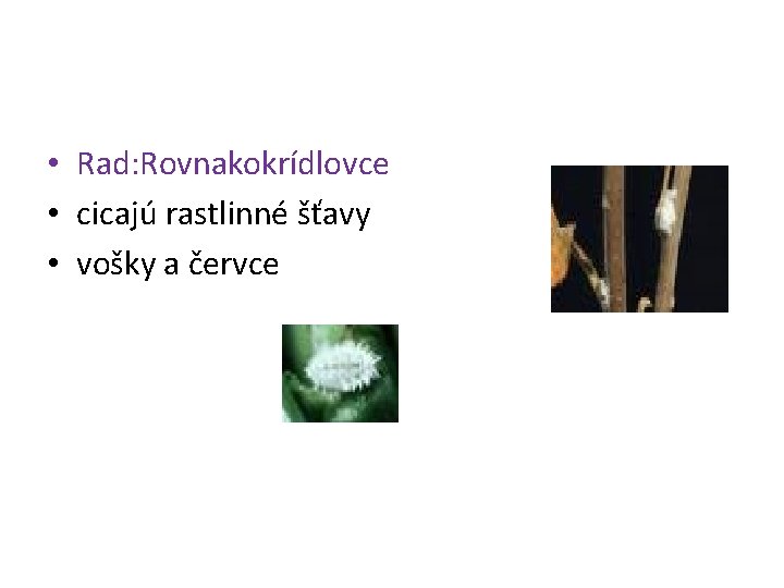  • Rad: Rovnakokrídlovce • cicajú rastlinné šťavy • vošky a červce 