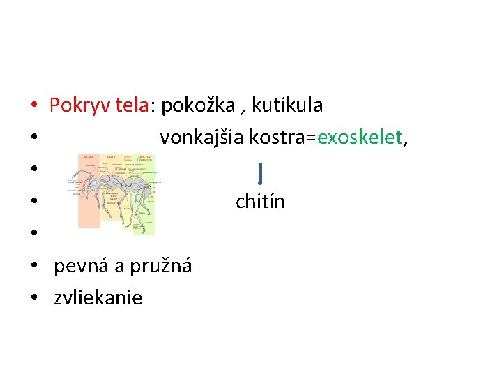  • Pokryv tela: pokožka , kutikula • vonkajšia kostra=exoskelet, • • chitín •