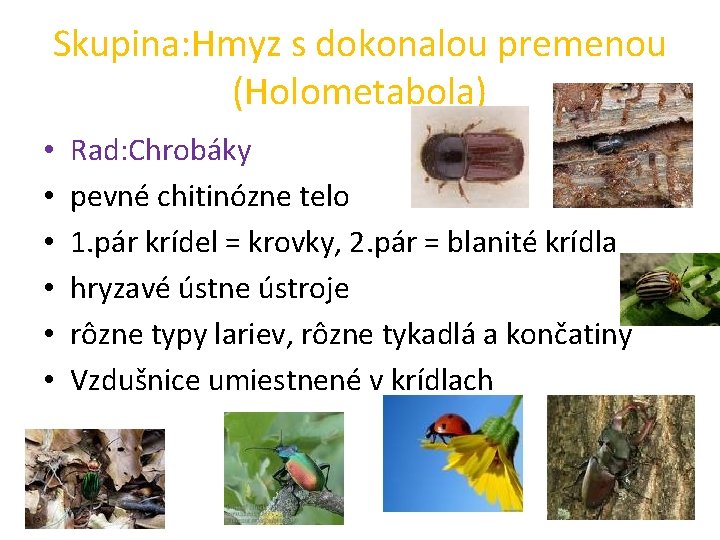 Skupina: Hmyz s dokonalou premenou (Holometabola) • • • Rad: Chrobáky pevné chitinózne telo