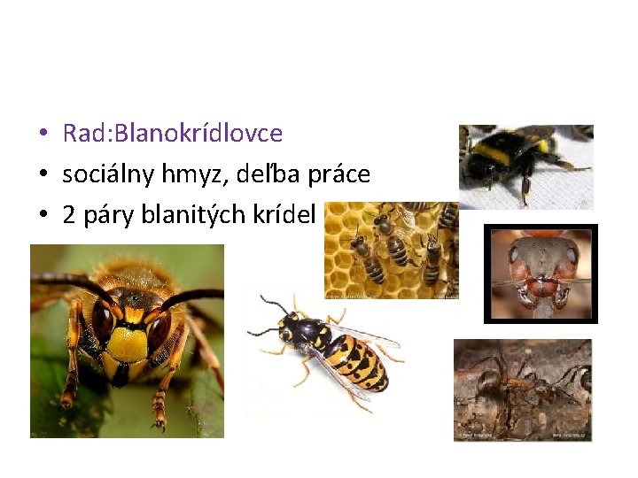  • Rad: Blanokrídlovce • sociálny hmyz, deľba práce • 2 páry blanitých krídel