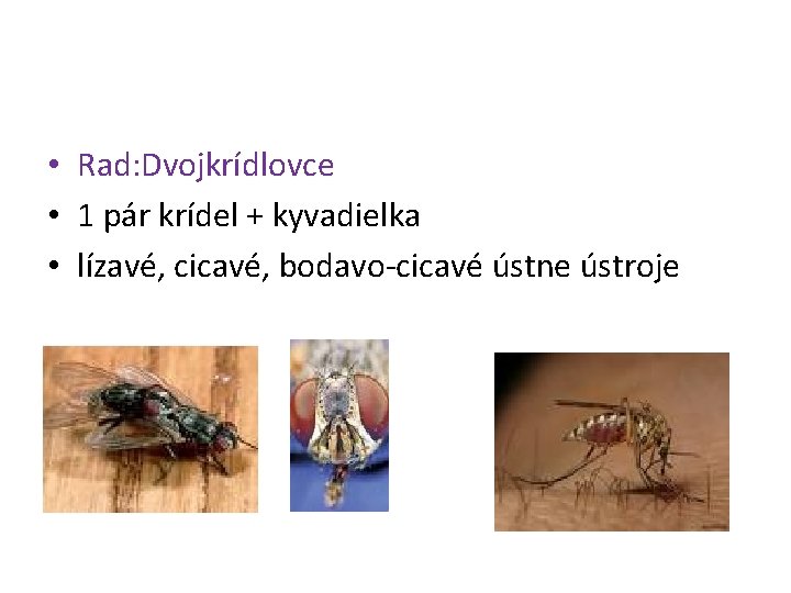  • Rad: Dvojkrídlovce • 1 pár krídel + kyvadielka • lízavé, cicavé, bodavo-cicavé