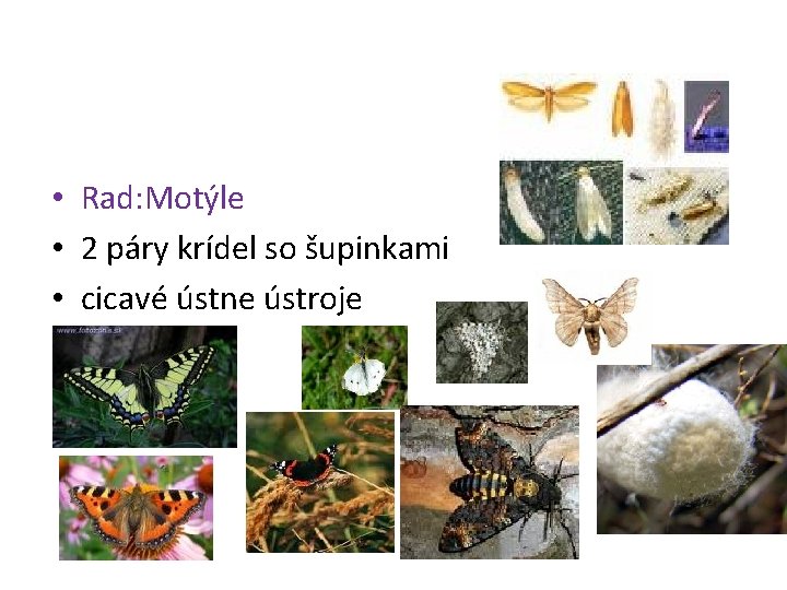  • Rad: Motýle • 2 páry krídel so šupinkami • cicavé ústne ústroje