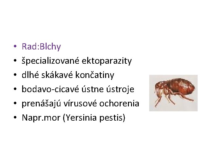  • • • Rad: Blchy špecializované ektoparazity dlhé skákavé končatiny bodavo-cicavé ústne ústroje
