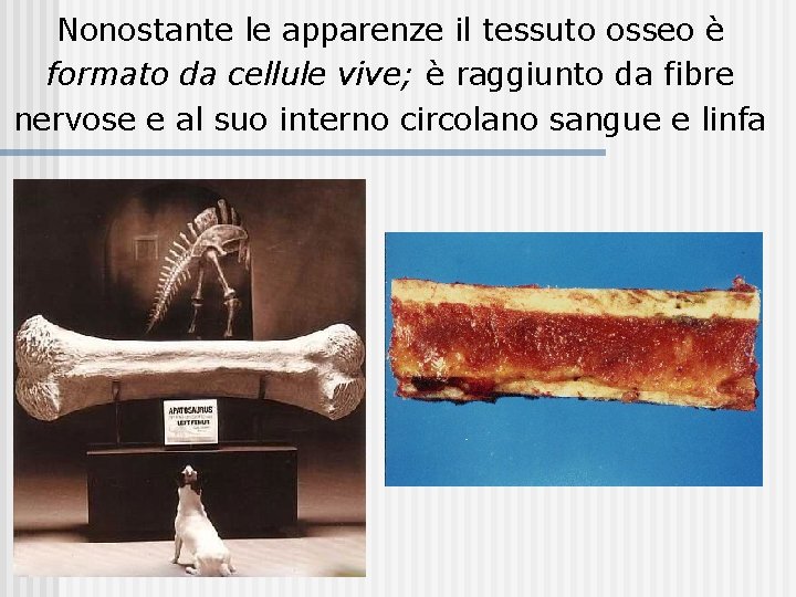 Nonostante le apparenze il tessuto osseo è formato da cellule vive; è raggiunto da