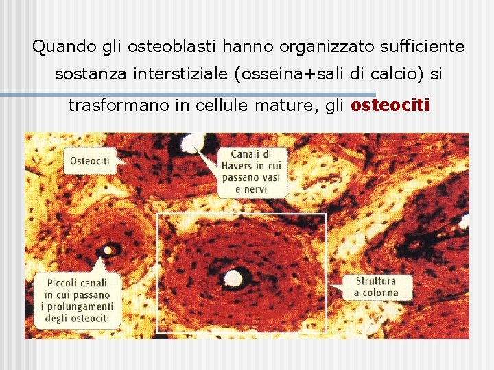 Quando gli osteoblasti hanno organizzato sufficiente sostanza interstiziale (osseina+sali di calcio) si trasformano in