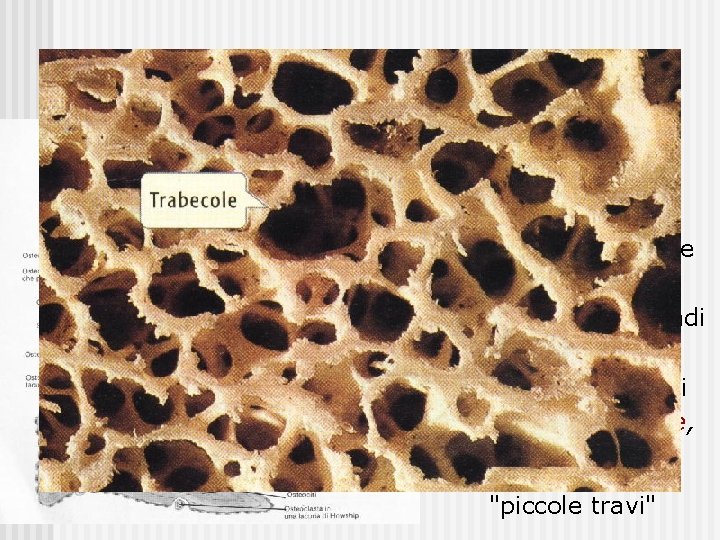 Tessuto osseo spugnoso le lamelle sono disposte in modo irregolare a formare una rete