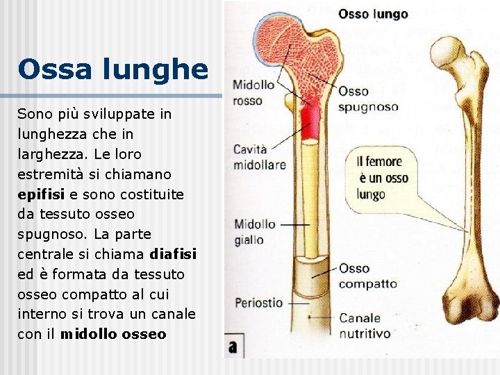 Ossa lunghe Sono più sviluppate in lunghezza che in larghezza. Le loro estremità si