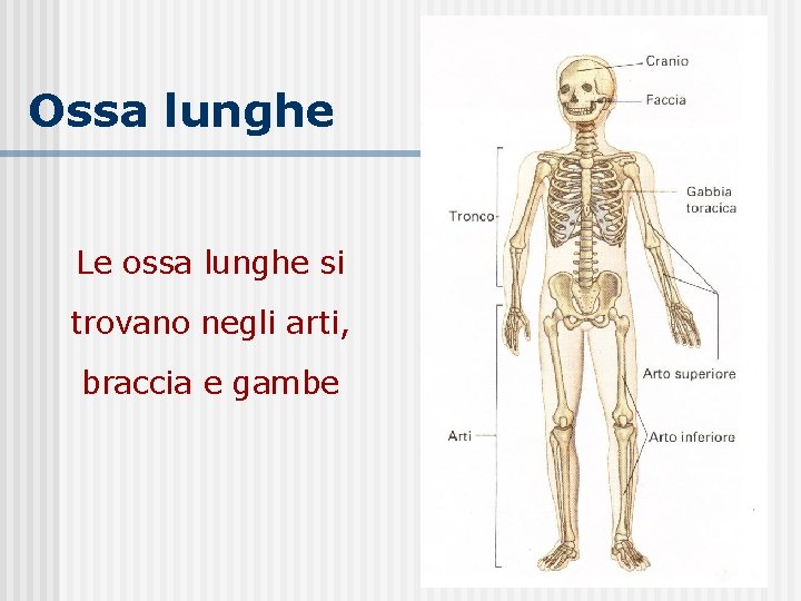 Ossa lunghe Le ossa lunghe si trovano negli arti, braccia e gambe 