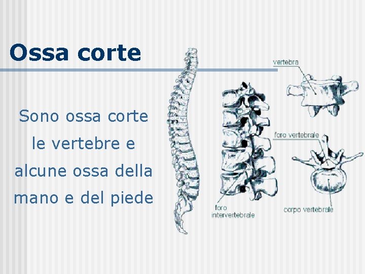 Ossa corte Sono ossa corte le vertebre e alcune ossa della mano e del