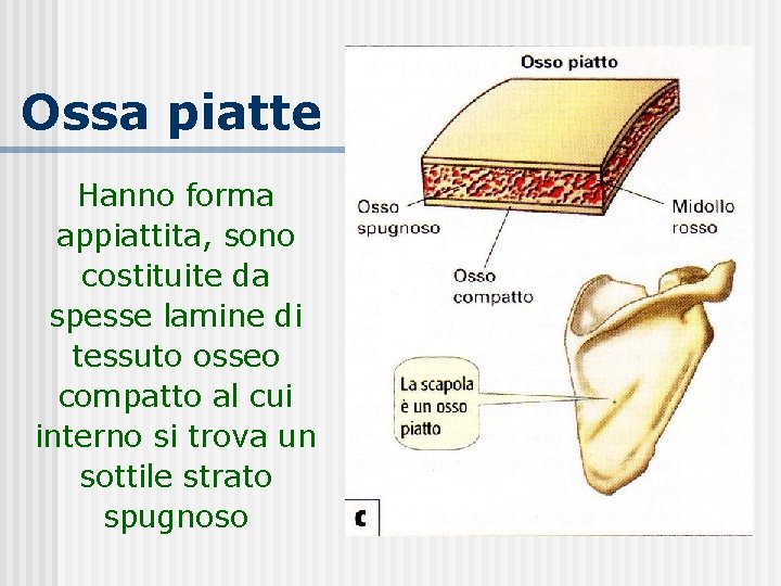 Ossa piatte Hanno forma appiattita, sono costituite da spesse lamine di tessuto osseo compatto