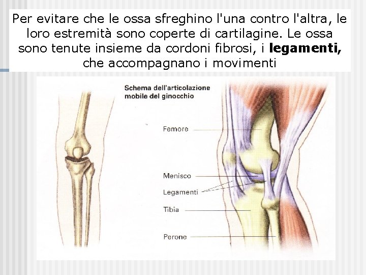 Per evitare che le ossa sfreghino l'una contro l'altra, le I punti disono giunzione