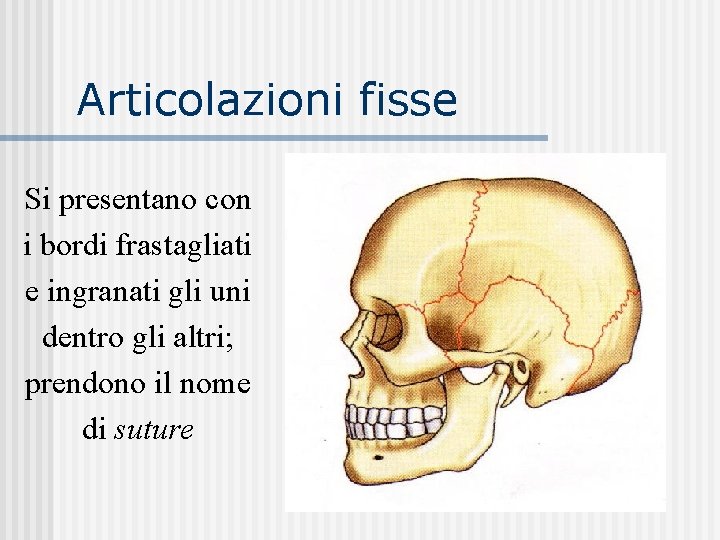 Articolazioni fisse Si presentano con i bordi frastagliati e ingranati gli uni dentro gli