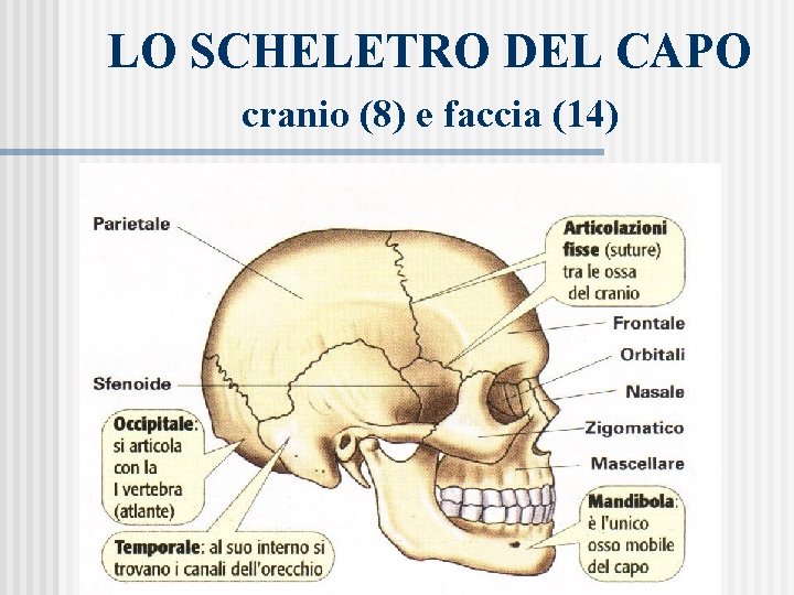 LO SCHELETRO DEL CAPO cranio (8) e faccia (14) 