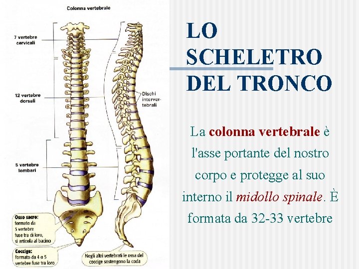 LO SCHELETRO DEL TRONCO La colonna vertebrale è l'asse portante del nostro corpo e
