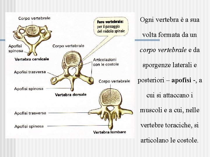 Ogni vertebra è a sua volta formata da un corpo vertebrale e da sporgenze
