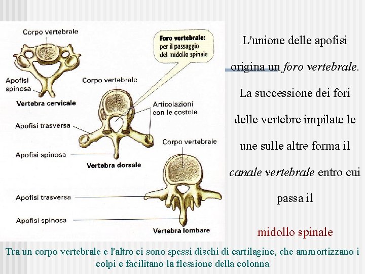 L'unione delle apofisi origina un foro vertebrale. La successione dei fori delle vertebre impilate