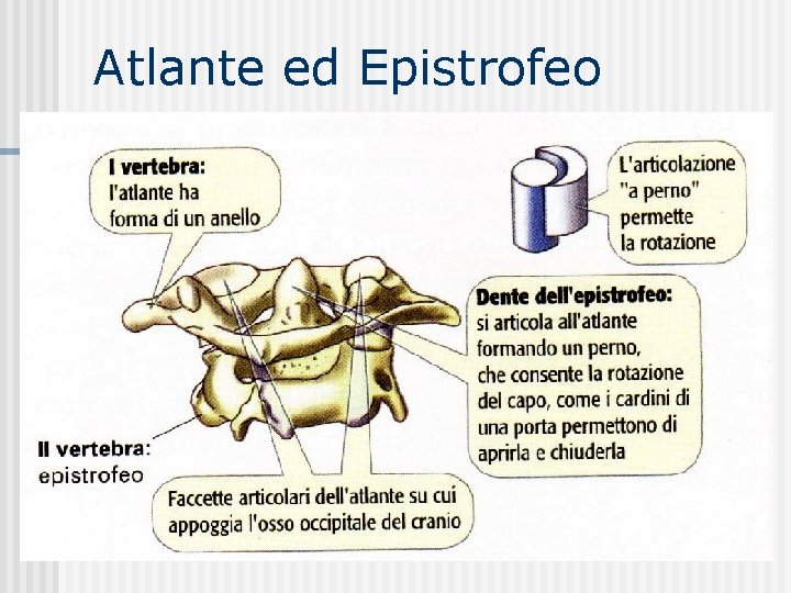 Atlante ed Epistrofeo 